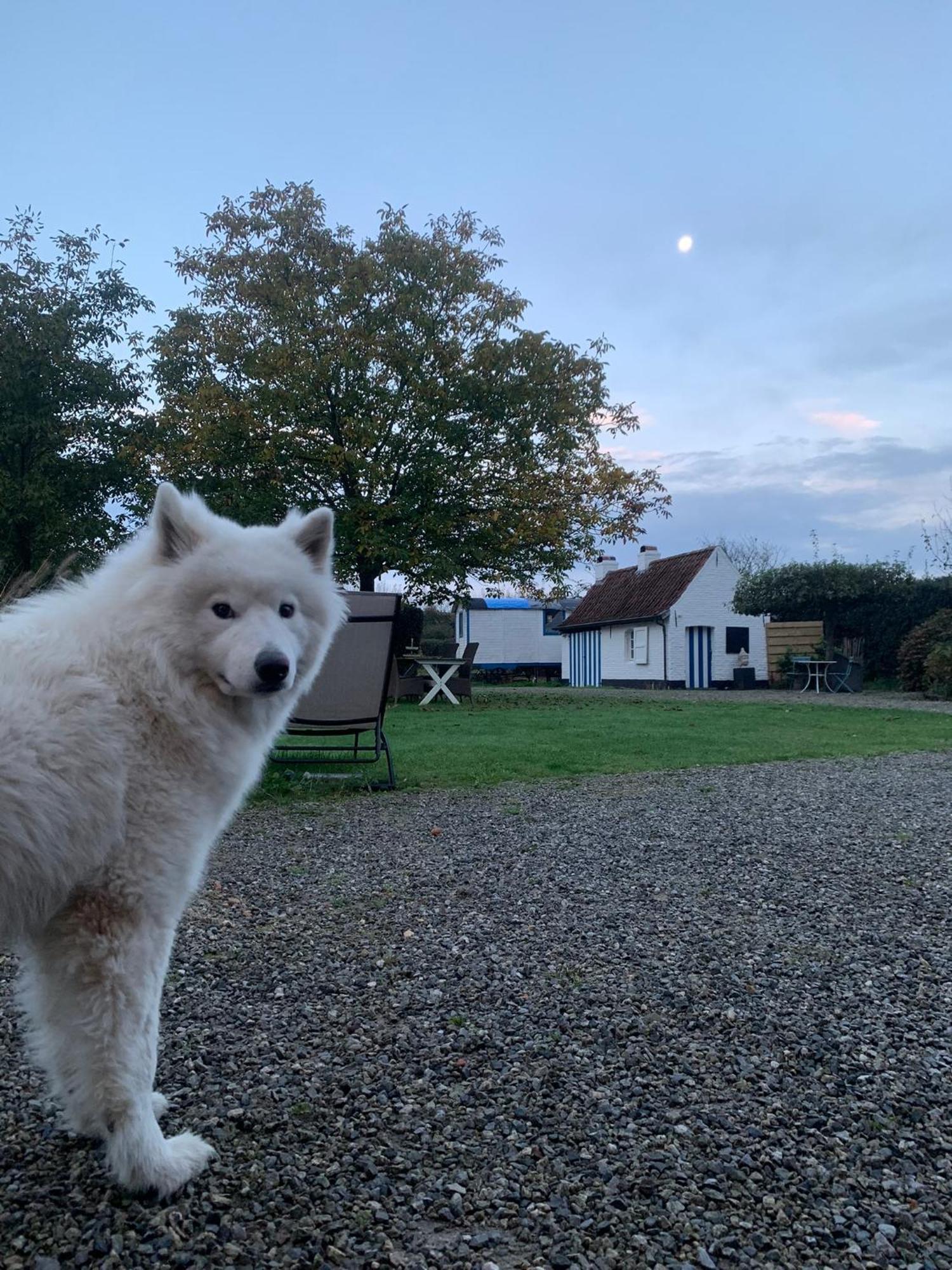 Hamiora Wellness B&B Deinze Bagian luar foto